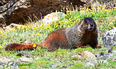 Yellow-bellied Marmot (Marmota flaviventris)