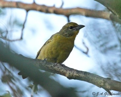 Hepatic Tanager