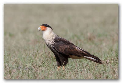 Caracara du Nord_2347.jpg