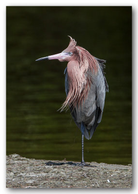 Aigrette rousstre_4139.jpg