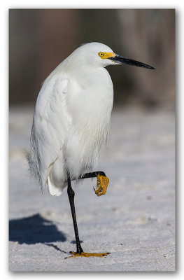 Aigrette neigeuse_2077.jpg