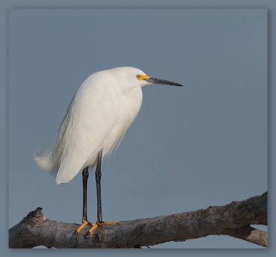 Aigrette neigeuse_6586.jpg