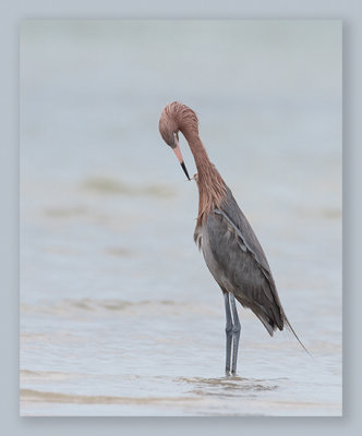 Aigrette rousstre_1699.jpg