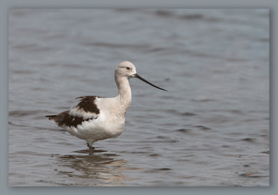 Avocette d'Amrique_1066.jpg