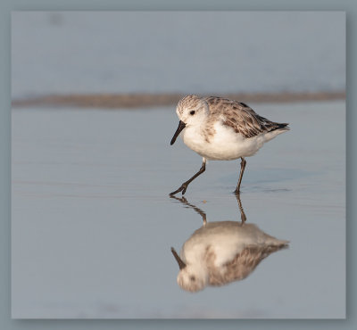 Bcasseau sanderling _9857.jpg