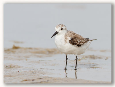 Bcasseau sanderling_1776.jpg