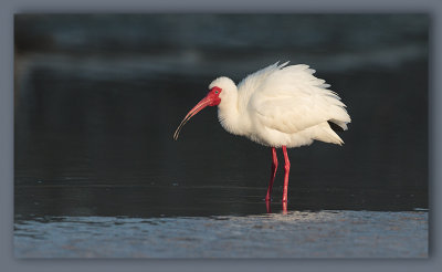 Ibis blanc_6282.jpg