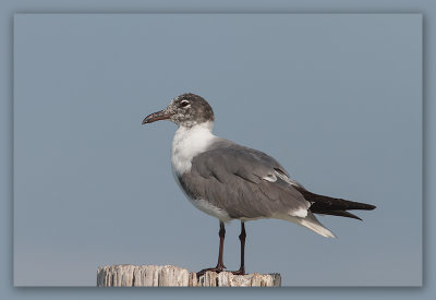 Mouette atricille_9342.jpg