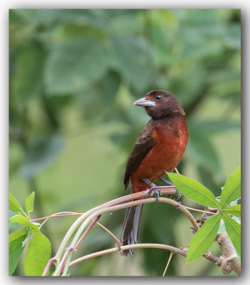 Tangara  dos rouge / Crimson-backed Tanager _Z3A9465.jpg