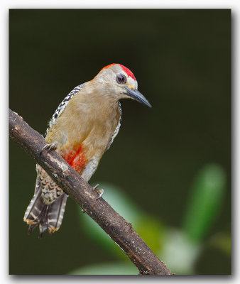 Pic  couronne rousse / Red-crowned Woopecker _Z3A6034.jpg