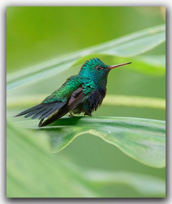 Colibri Julie / Violet-bellied Hummingbird  _Z3A6750.jpg