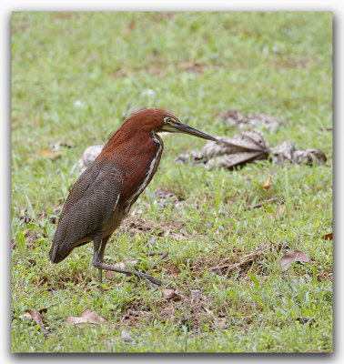 Onor ray / Rufescent Tiger Heron _Z3A7777.jpg