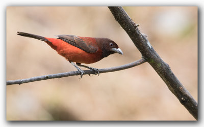 Tangara  dos rouge / Crimson-backed Tanager _Z3A7251.jpg
