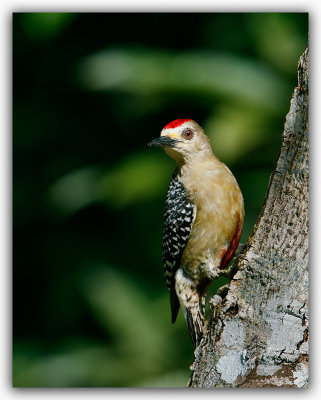 Pic  couronne rousse / Red-crowned Woopecker _ Z3A6129.jpg