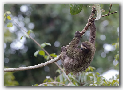 Paresseux  trois doigts / Three-toed Sloth _ Z3A8388.jpg