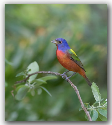 Passerin nonpareil, mle_ Painted Bunting, male_Z3A1739.jpg