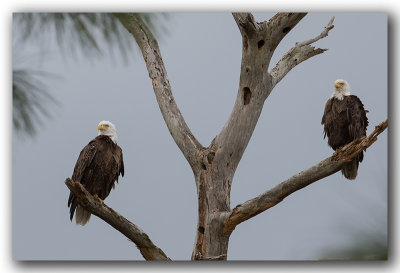 Pygargue  tte blanche mle et femelle_Bald Eagle male and female _Z3A1638.jpg