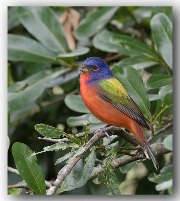 Passerin nonpareil, mle_ Painted Bunting, male_Z3A1678.jpg