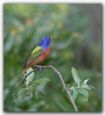 Passerin nonpareil, mle_ Painted Bunting, male_Z3A1735.jpg