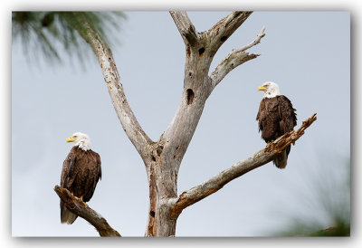 Pygargue  tte blanche mle et femelle_Bald Eagle male and female  _Z3A1602.jpg