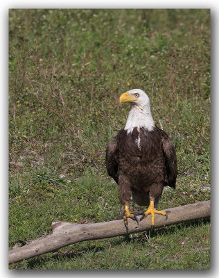 Pygargue  tte blanche / Bald Eagle _Z3A2946.jpg