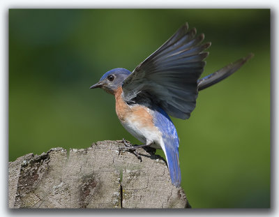 Merlebleu de l'Est / Eastern Bluebird_Z3A6701.jpg