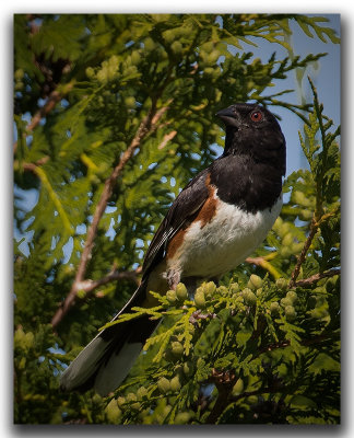 Tohi  flancs roux / Eastern Towhee_MG_2034.jpg