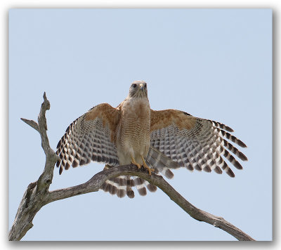 Oiseaux floride 2016