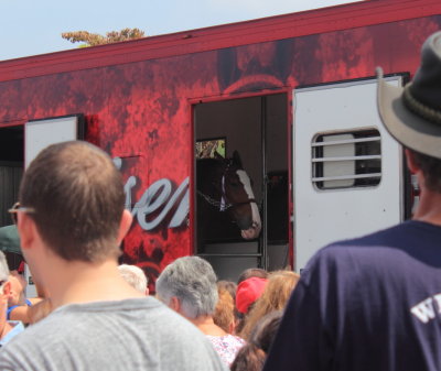083113_Clydesdales_0009.JPG