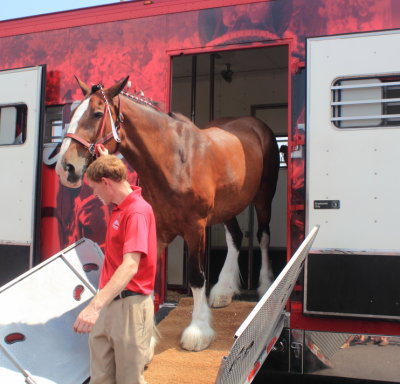 083113_Clydesdales_0010.JPG