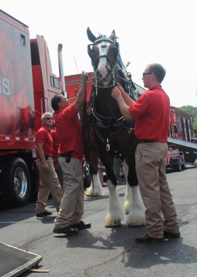 083113_Clydesdales_0012.JPG