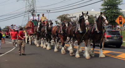 083113_Clydesdales_0014.JPG