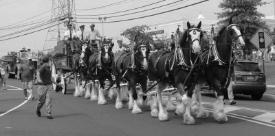083113_Clydesdales_0015.JPG