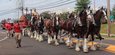 083113_Clydesdales_0017.JPG