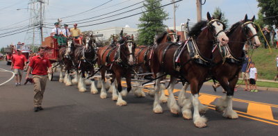 083113_Clydesdales_0018.JPG