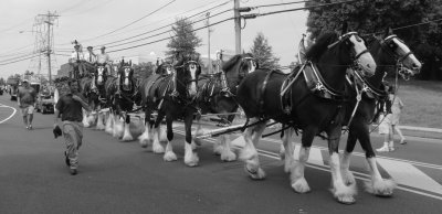 083113_Clydesdales_0019.JPG