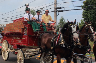 083113_Clydesdales_0020.JPG