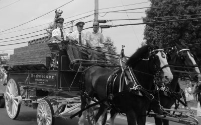 083113_Clydesdales_0022.JPG