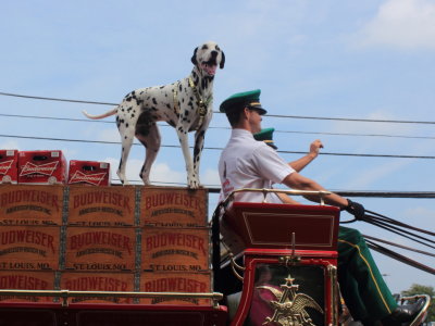 083113_Clydesdales_0025.JPG
