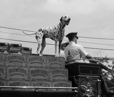 083113_Clydesdales_0026.JPG
