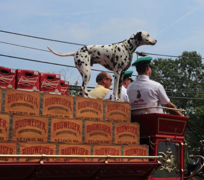 083113_Clydesdales_0027.JPG