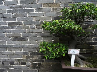 Chinese Hackberry - Kowloon Walled City Park.jpg