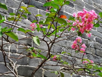 Flower Trees - Kowloon Walled City Park.jpg