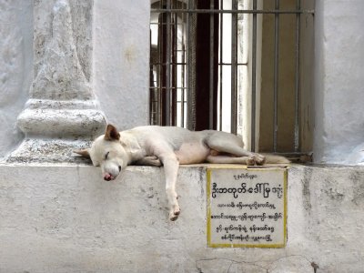 Dog Resting - Kuthodaw Pagoda.jpg