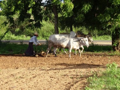 Oxen Plowing - Northeast of Old Bagan (1).jpg