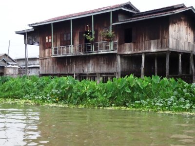 Canal Home and Taro (Colocasia) Plants.jpg