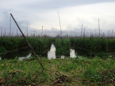 Tomato Plants - Inle Floating Gardens.jpg