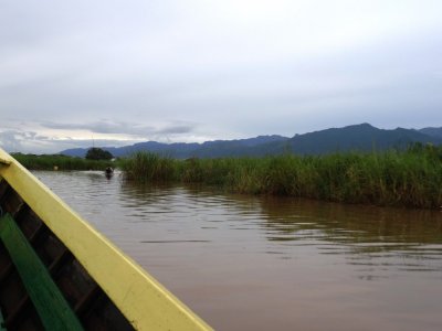 Vegetation Along the Canals.jpg