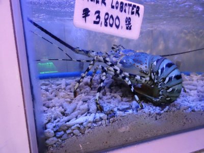 The Ginormous Edible Crustacean - $85 Tiger Lobster - Macapagal Seaside Market (1).jpg