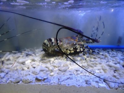 The Ginormous Edible Crustacean - $85 Tiger Lobster - Macapagal Seaside Market (2).jpg